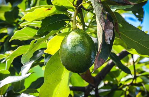 Quinta dos Frutos