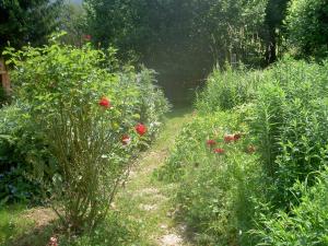 Serenella fontaine Et Coquelicots