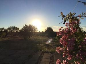 Solar da Cotovia