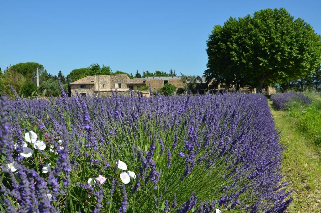 B&B / Chambre d'hôtes Mas de l'Amme Chemin Ferré Route de Rousset, 84600 Valréas