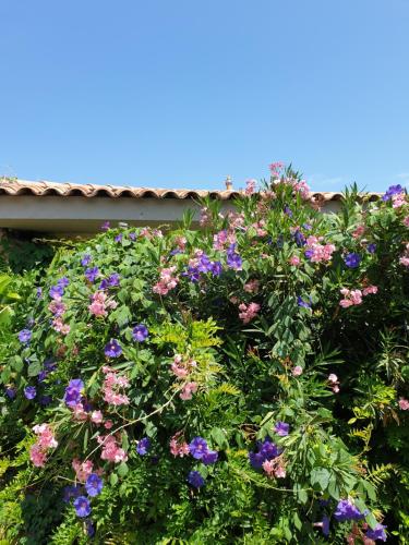 Mas de la Petite Jeanne Grimaud france