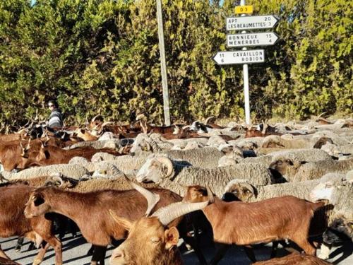 Mas Désiré - Luberon - Oppede Oppède france