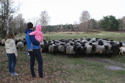 Meerheide Schneverdingen allemagne