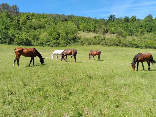 Métairie de Lamourade - Un écrin de nature sereine Saint-Ferriol france