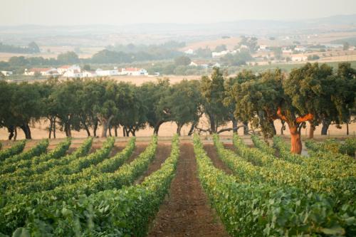 Séjour à la campagne Monte do Ravasco Country House S. Domingos de Ana Loura, Espinheiro Estremoz