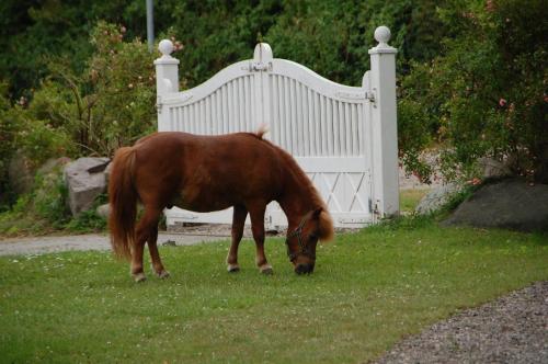 Ostseepferdehof Neukirchen allemagne