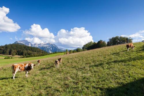 Maison d'hôtes Pension Elvira Reitweg 25 Bischofswiesen