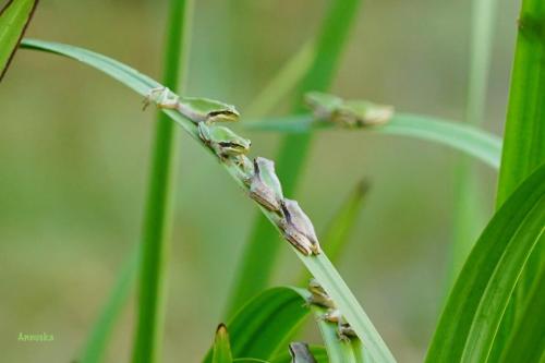 Tente de luxe Pipowagen prachtig gelegen in de natuur Lieu dit Mathevies, 148 Chemin Calmeilles Fage