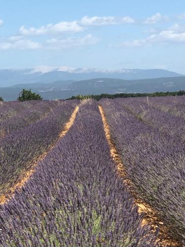 Provence Luberon Bonnieux Location Gite Chez Basile Bonnieux france