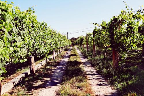 Séjour à la ferme Quinta de Real Rua da Pereira, Fontoura Valença