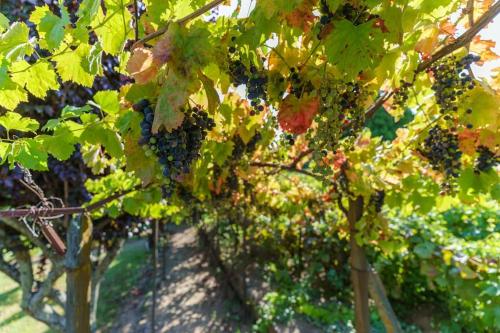 Quinta de Villa Franca - Douro Peso da Régua portugal