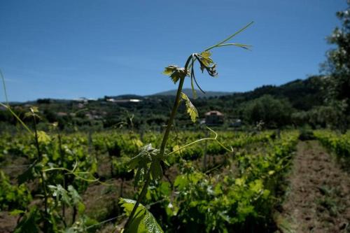 Quinta de Vodra Seia portugal