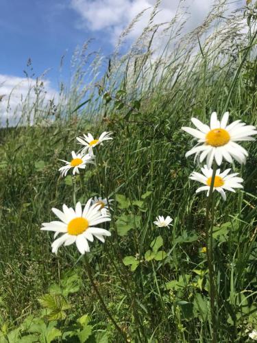 Appartement RechHof Urlaub mit Tieren 15 Allerstraße Schalkenbach