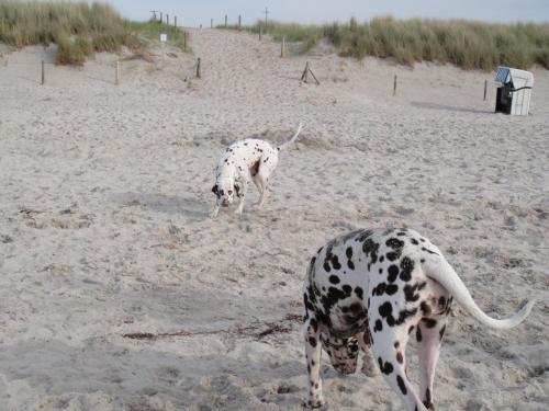 Appartements Residenz Lausitz - Apartments für Urlaub mit Hund 11b Ribnitzer Straße Graal-Müritz