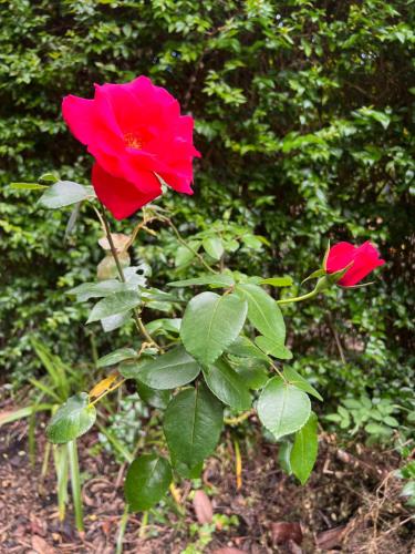 Rosa do Canto Monte portugal