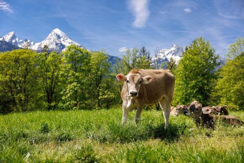 Séjour à la ferme Rosspointlehen Roßpoint 10 Bischofswiesen