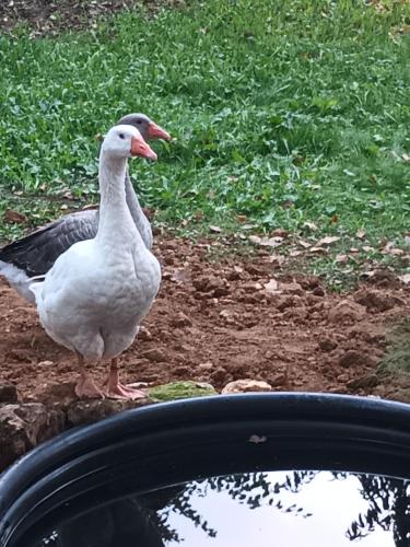 Séjour chez l'habitant Roulotte bohémienne La grande métairie Groléjac