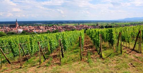 S'Harzala Jaune Bergheim france