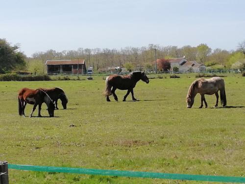 sasu eco nature Vendays-Montalivet france