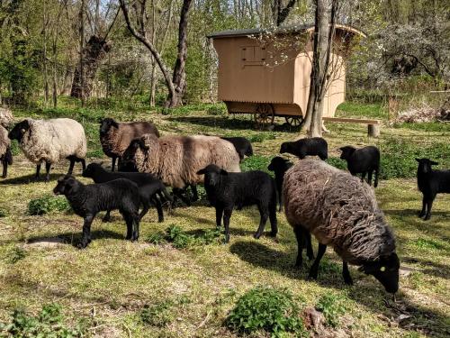 Schäferwagen auf dem Biogut-Saalkow Gustow allemagne