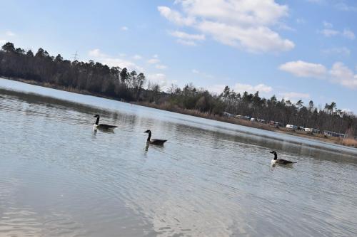 Camping Schatzis Schäferwagenhotel am See 1 Kirchweg Karlstein am Main