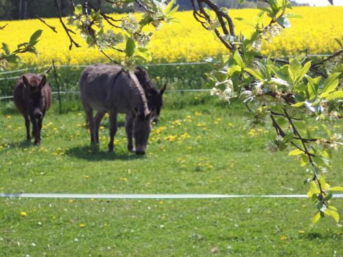 Appartements Scheidlerhof Hartesberg 4 Theisseil