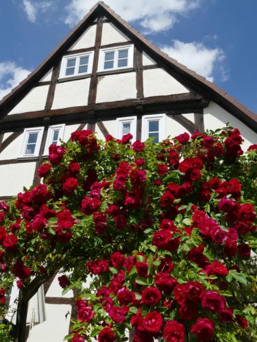 Appartement Schöner Wohnen in Volkmarsen Pfortenstraße 3 Volkmarsen