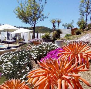 Casas de Campo do Castro da Cola