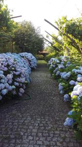 Quinta Drº Amarante