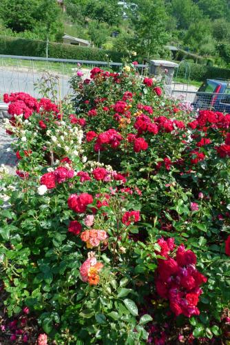 Rosenhof in Binz
