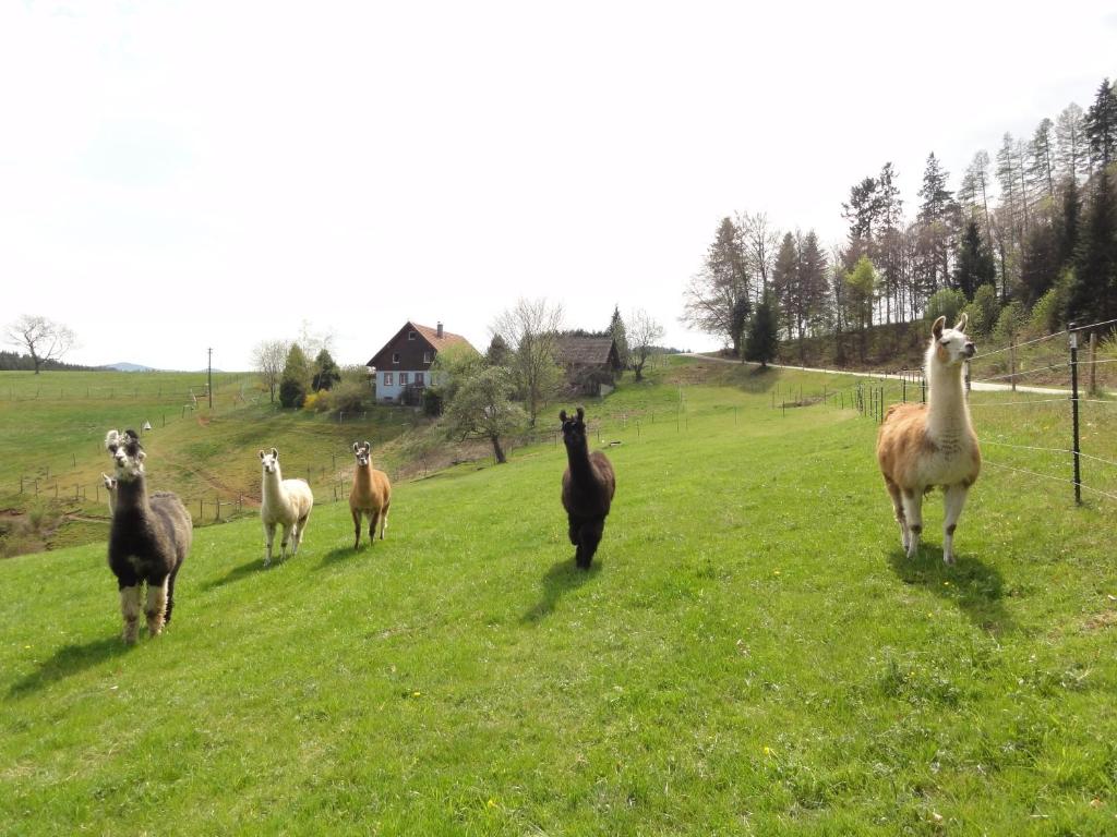ruhiges Wohnen am Lama und Maine Coon Hof in Alleinlage in Biederbach 3 Zimmer mit Kochgelegenheit Bad 1 Schlegelsberg, 79215 Uhlsbach