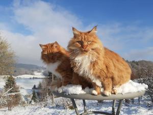 ruhiges Wohnen am Lama und Maine Coon Hof in Alleinlage in Biederbach 3 Zimmer mit Kochgelegenheit Bad
