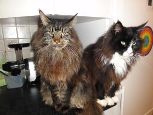 ruhiges Wohnen am Lama und Maine Coon Hof in Alleinlage in Biederbach 3 Zimmer mit Kochgelegenheit Bad