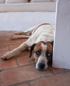 Sharish - Monte Das Estevas