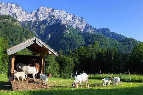 Séjour à la ferme Berghof Lippenlehen Unterettenberg 16 83487 Marktschellenberg Bavière