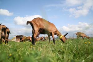 Séjour à la ferme Chevrerie des Oliviers lignat, route de Billom 63800 Saint-Georges-sur-Allier Auvergne