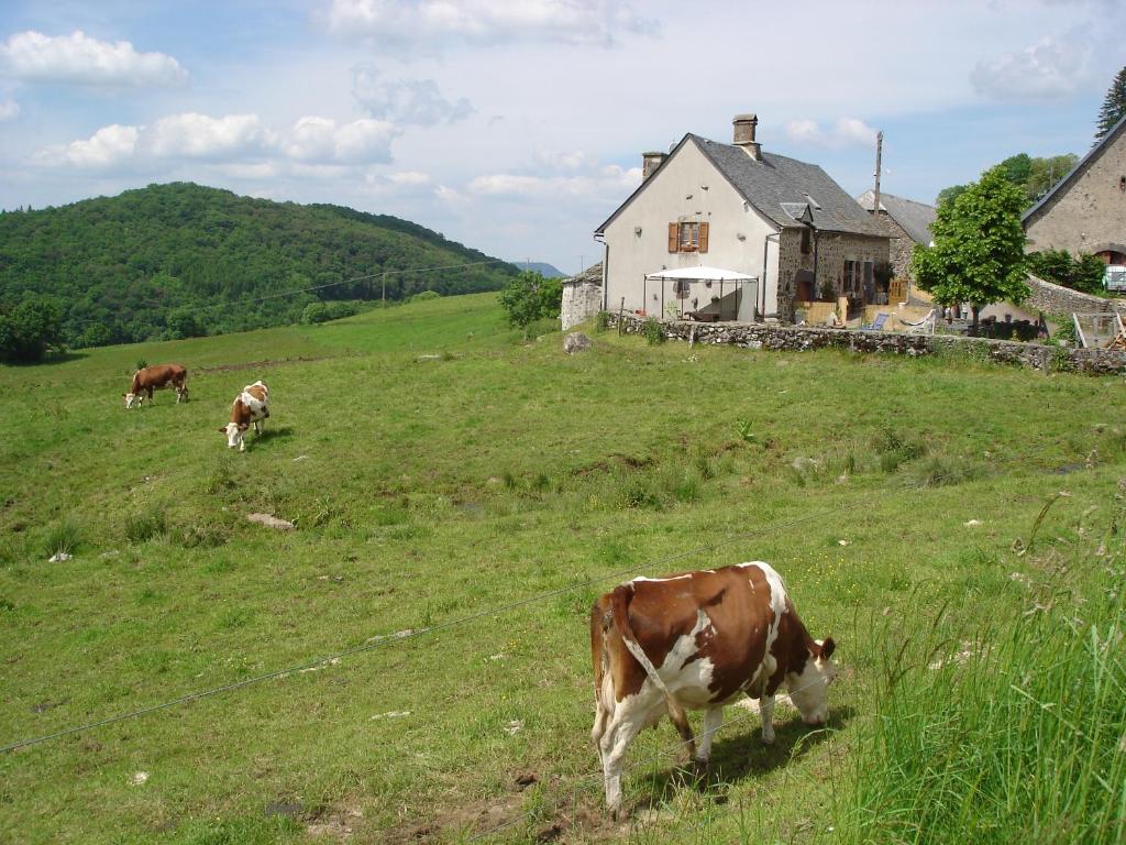 Séjour à la ferme Chez Marraine Ardit 15240 Sauvat