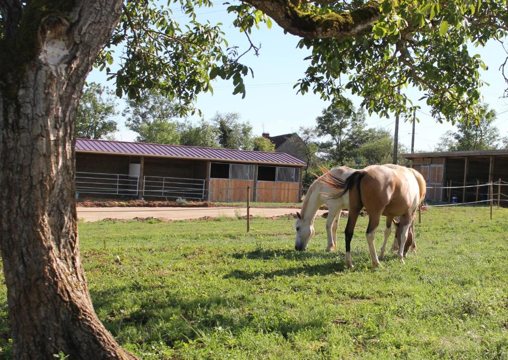 Séjour à la ferme chezcaro26 Les Chaumes 71460 Bonnay