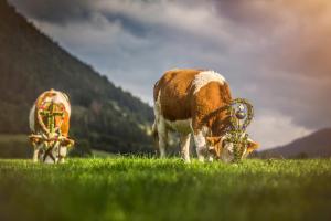 Der Anderlbauer am See