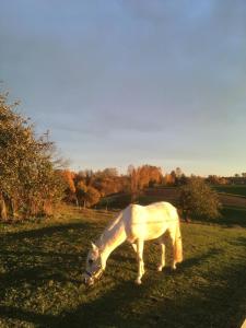 Séjour à la ferme Ferienhof Löw Stolzesberg 2 94121 Salzweg Bavière