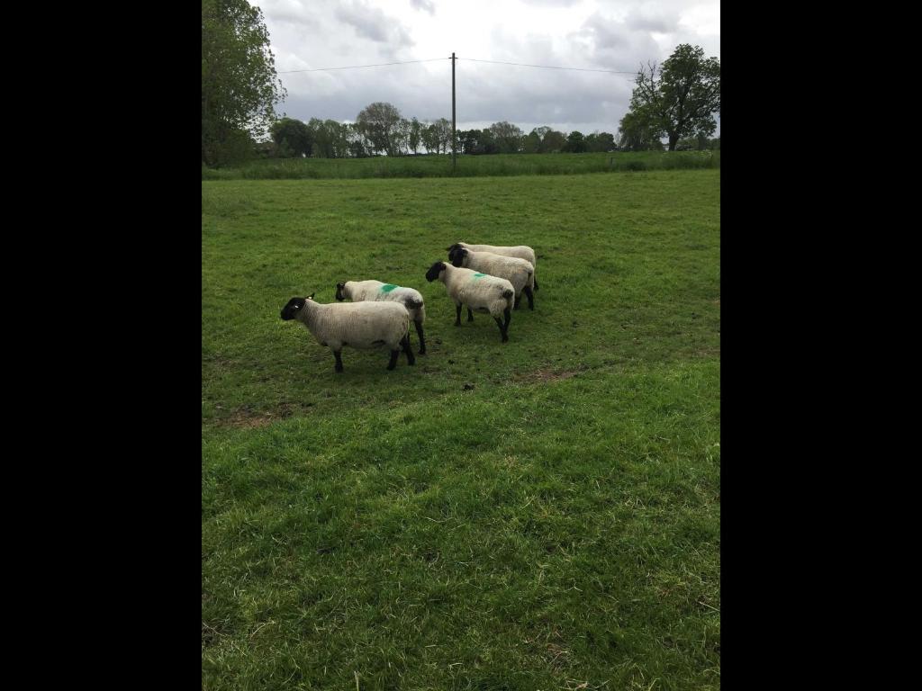 Séjour à la ferme Ferienwohnung Schipmann Dorfstr. 26 25376 Krempdorf