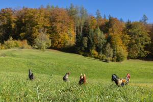 Séjour à la ferme Ferienwohnungen Freidinglehen Obersteiner Weg 21 + 23 83487 Marktschellenberg Bavière