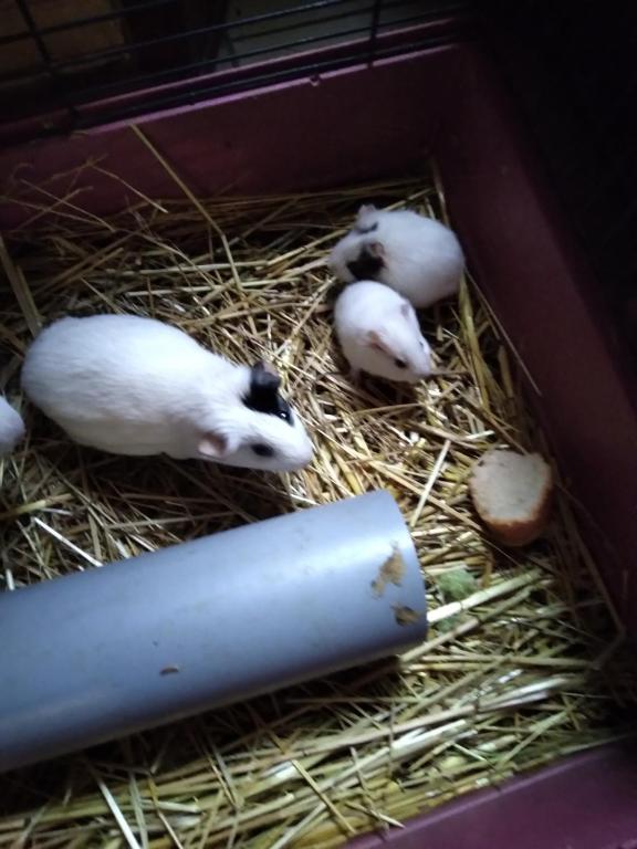 Séjour à la ferme ferme pedagogique des pennetieres Les Pennetières 45220 Montcorbon