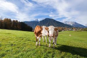 Séjour à la ferme Gästehaus Untersulzberglehen Sulzbergweg 11 83471 Schönau am Königssee Bavière