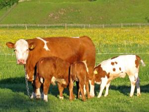 Séjour à la ferme Hausernhof - Chiemgau Karte Bichlstraße 24 83334 Inzell Bavière