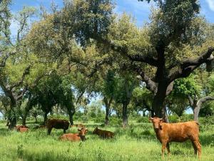 Séjour à la ferme Herdade Da Maridona - Agroturismo Estrada da Maria Dona Caixa Postal 60, Glória, Estremoz 7100-040 Estremoz Alentejo