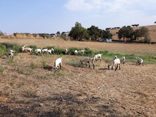 Herdade dos Mestres