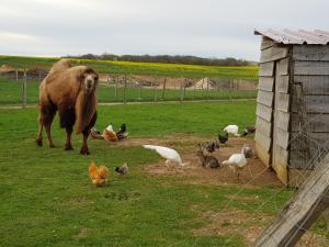 Séjour à la ferme la ferme aux kangourous le patis 58220 Donzy Bourgogne