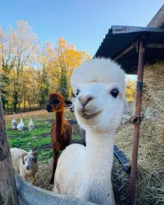 Séjour à la ferme La Ferme Des Vergnes Le Coderc 24210 Gabillou Aquitaine