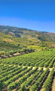 Quinta da Salada - Turismo Rural